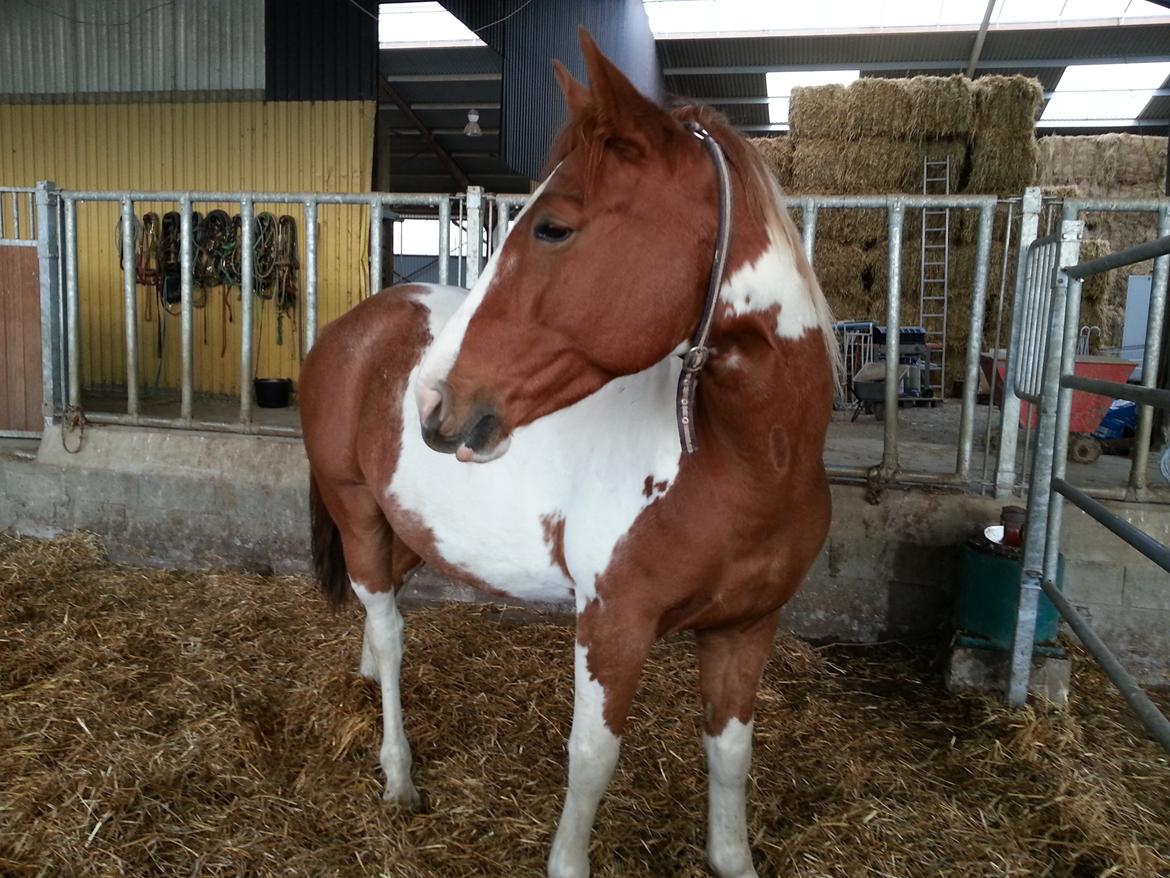 Pinto Pimboli billede 4