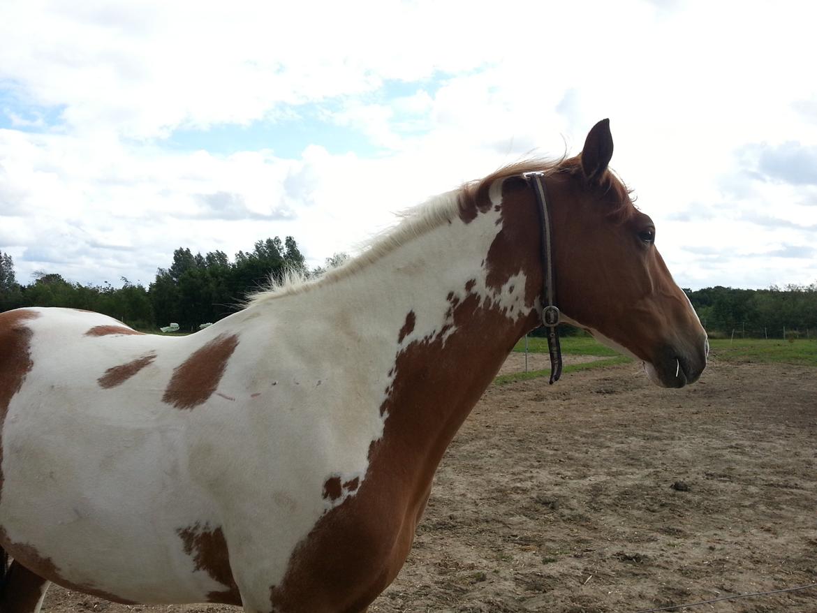 Pinto Pimboli billede 5