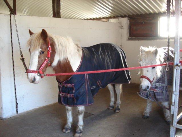 Anden særlig race Mr Mulle *Min soulmate* billede 8