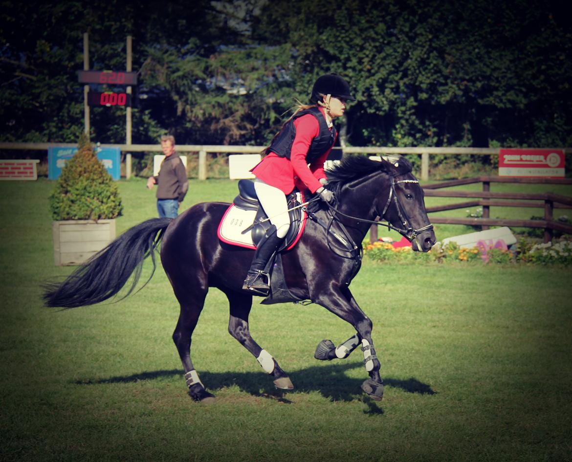 New Forest Holmens Casina billede 17