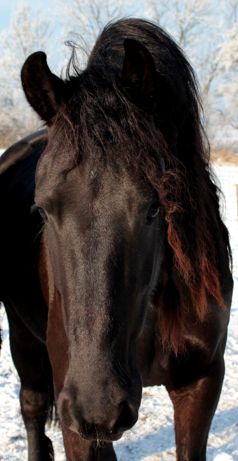 Frieser Ate fan'e Sânmar billede 27