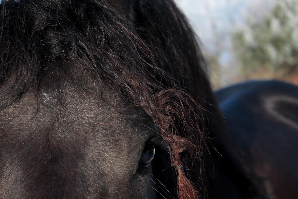 Frieser Ate fan'e Sânmar billede 28