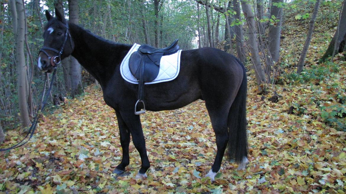DSP Gødsbølgårds Pablo *himmelpony* <3 billede 1