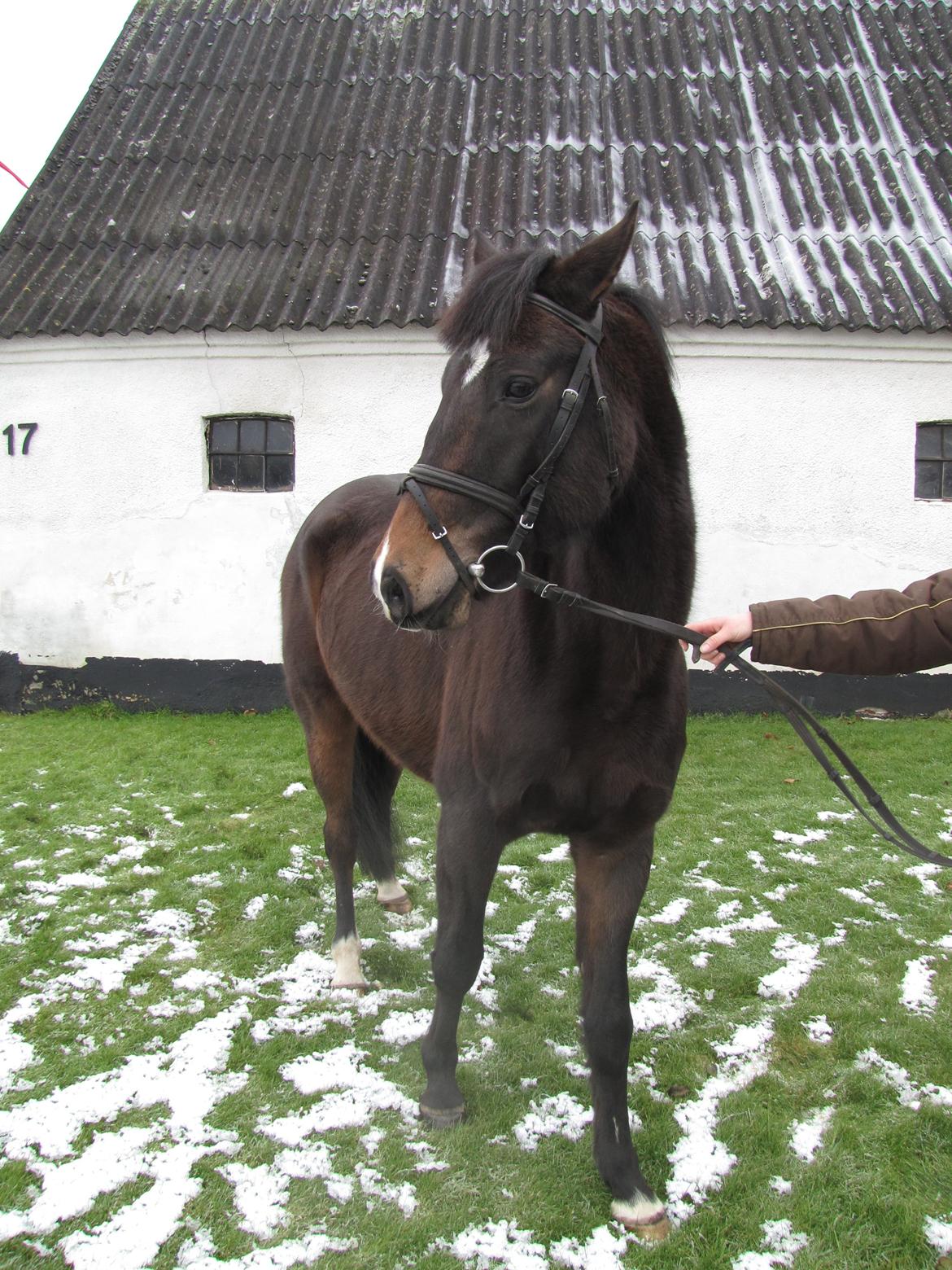 DSP Gødsbølgårds Pablo *himmelpony* <3 billede 12