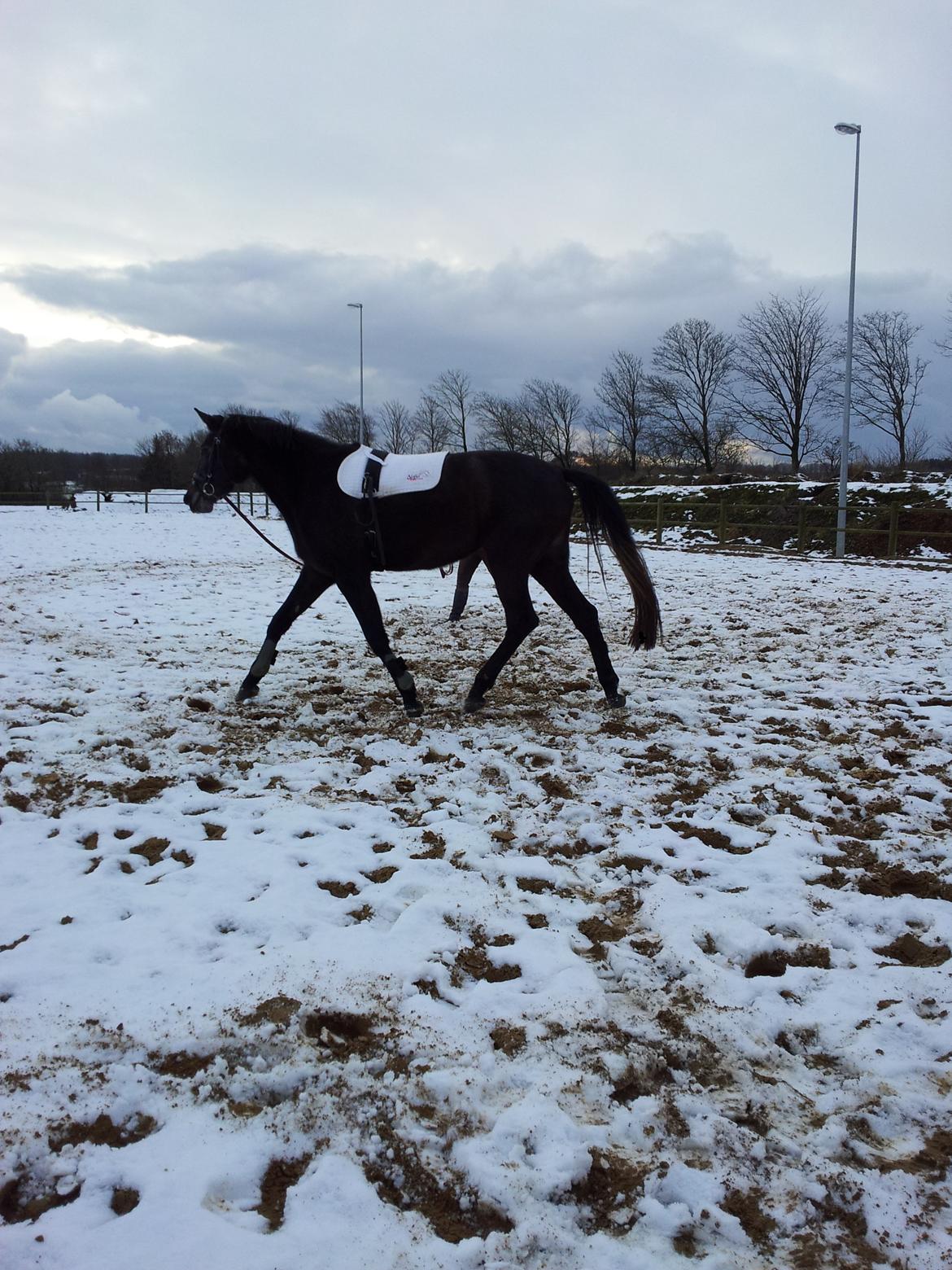 Holstener QUINTA BS  billede 14