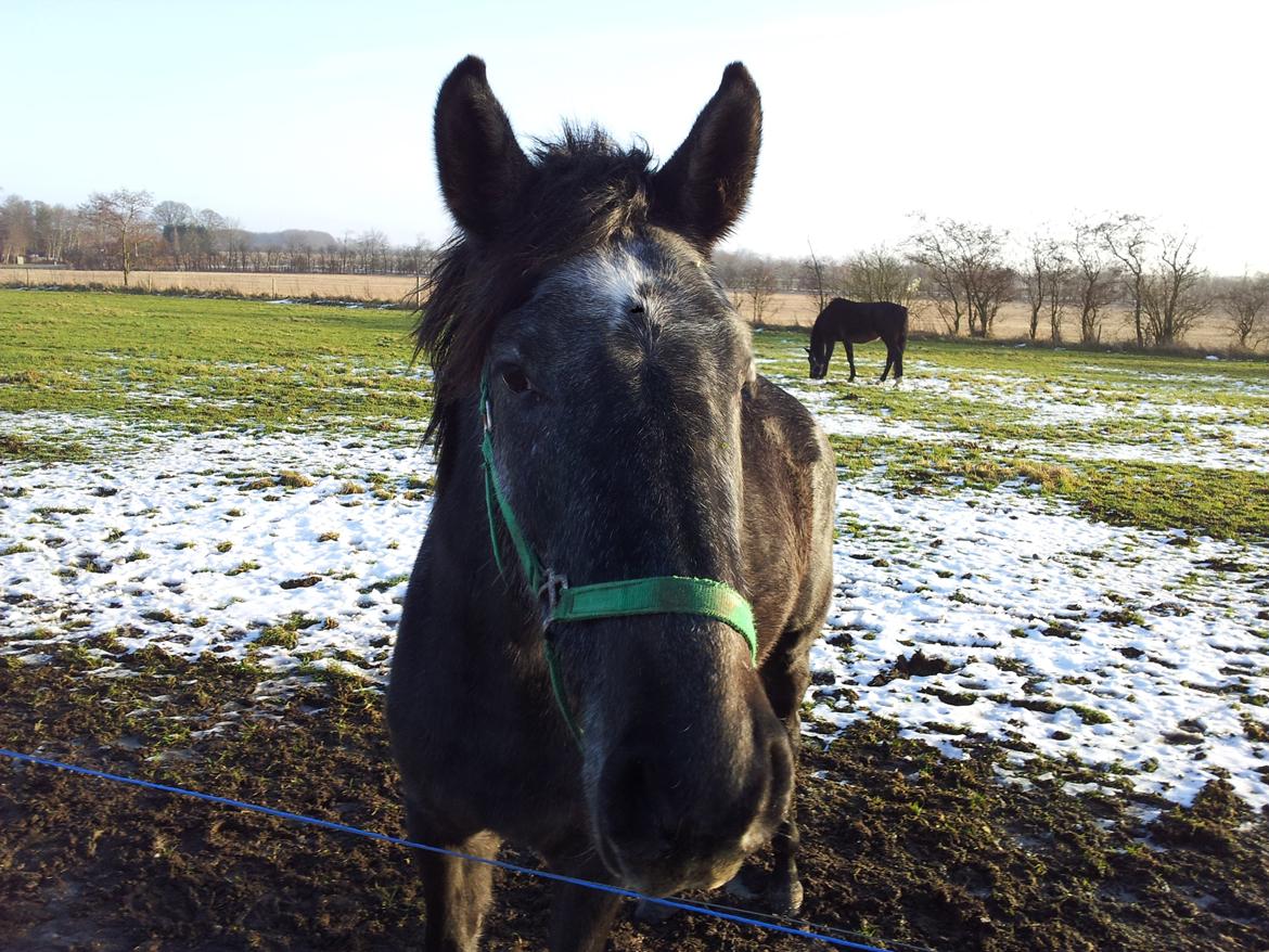 Holstener QUINTA BS  billede 16