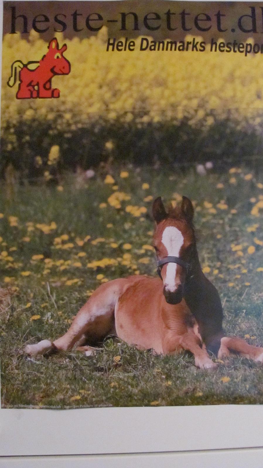 Welsh Partbred (Sec F) Lafayettte (Lami) - Min lille baby er blevet berømt!:') Eller er ihvertfald på heste-nettets plakat<3 billede 14