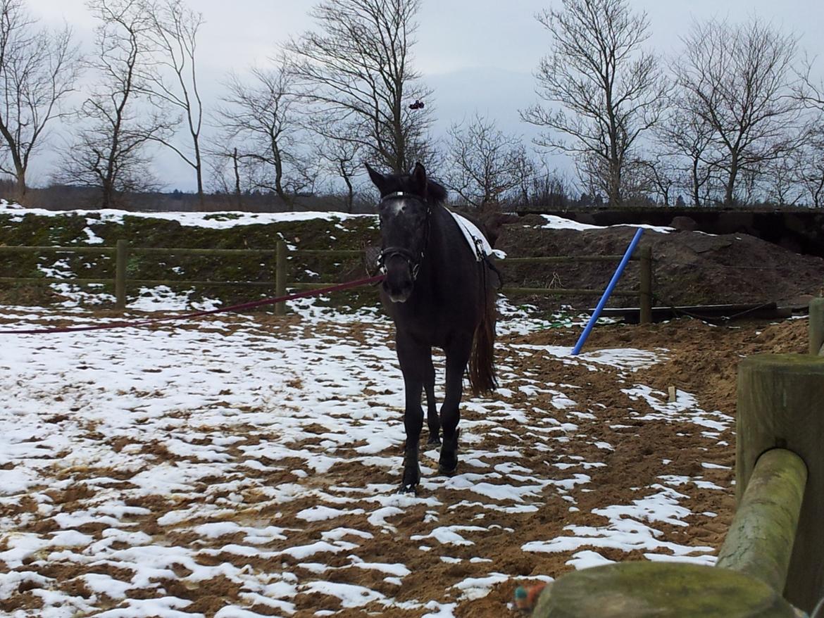 Holstener QUINTA BS  billede 13