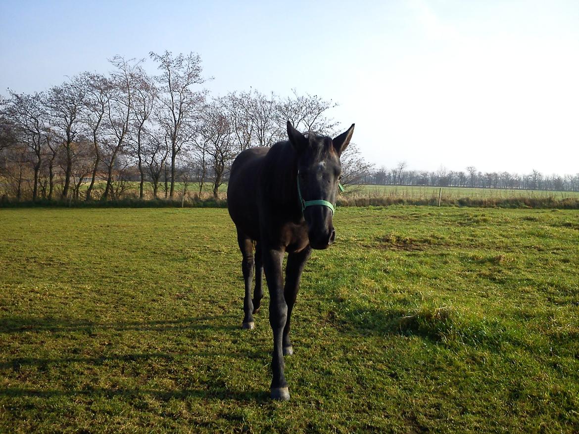 Holstener QUINTA BS  billede 15