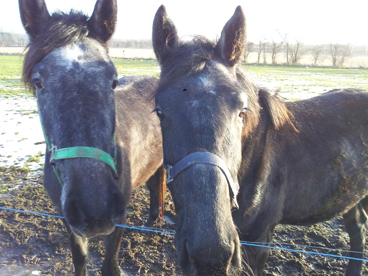 Holstener QUINTA BS  billede 12