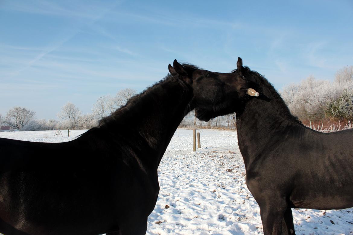 Frieser Ate fan'e Sânmar billede 29