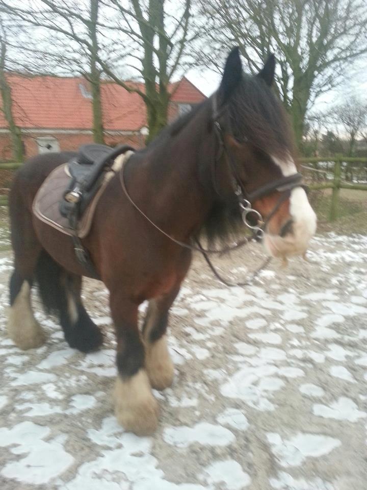Irish Cob Bart billede 15