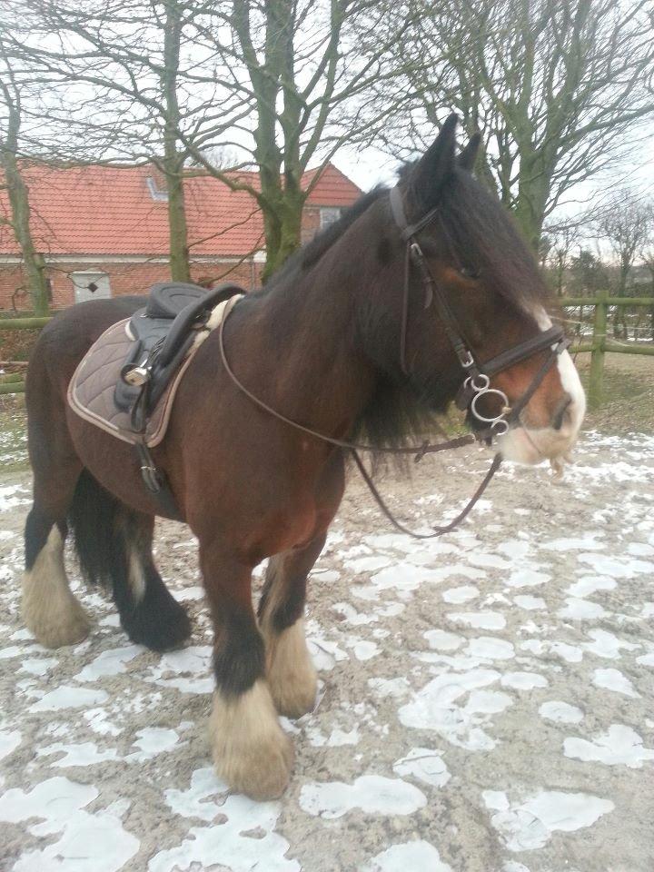 Irish Cob Bart billede 16