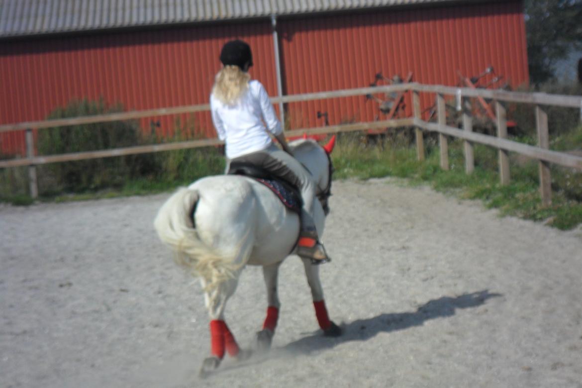 Welsh Pony (sec B) Apollon - polle <3 *SAVNES* - sidste trav tur på minskat :-/ <3 billede 19