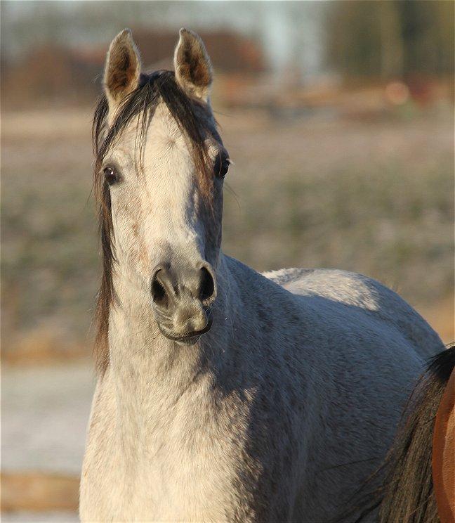 Arabisk fuldblod (OX) CA Zazsi - SOLGT - billede 2