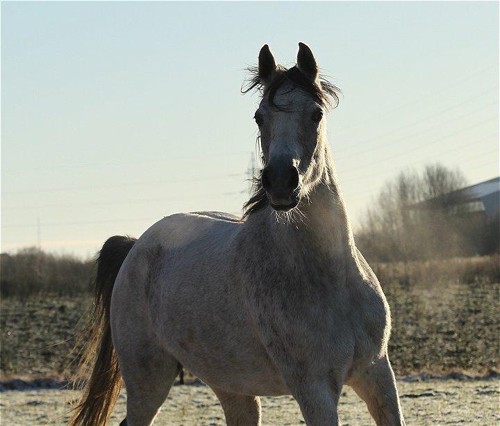 Arabisk fuldblod (OX) CA Zazsi - SOLGT - billede 12