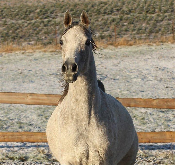 Arabisk fuldblod (OX) CA Zazsi - SOLGT - billede 13