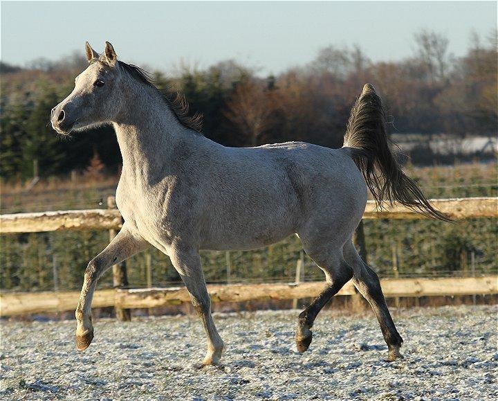 Arabisk fuldblod (OX) CA Zazsi - SOLGT - billede 14