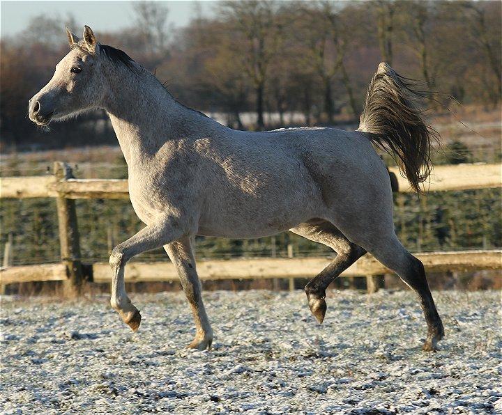 Arabisk fuldblod (OX) CA Zazsi - SOLGT - billede 15