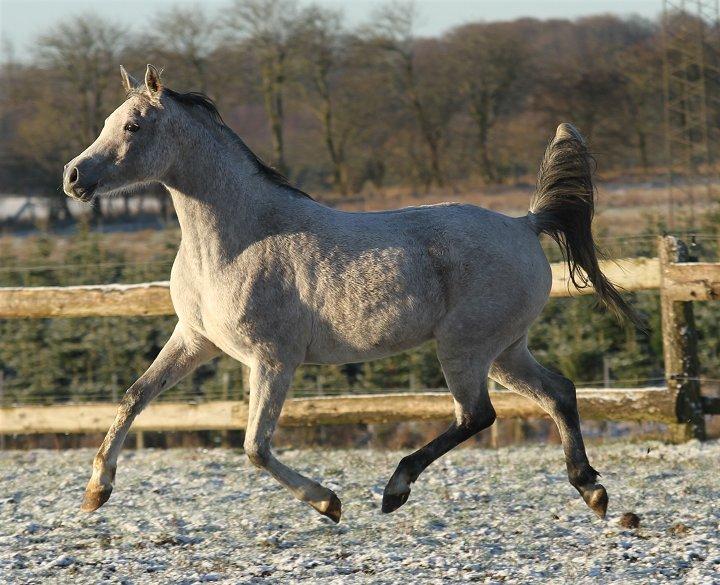 Arabisk fuldblod (OX) CA Zazsi - SOLGT - billede 16