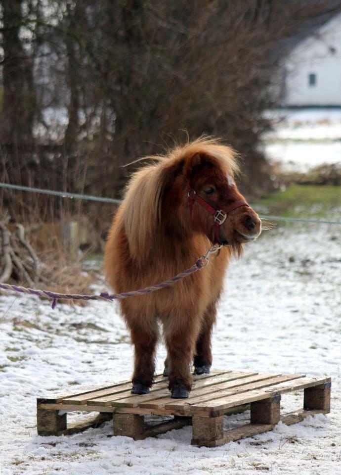 Anden særlig race Putte "delepony" - Palle træning, se lige smilet på hendes læber..=) 10-2-13 billede 2