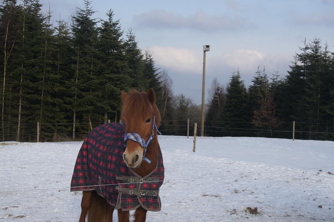 Anden særlig race Rosa - SMUKKE!!!<3<3<3<3<3<3 billede 16