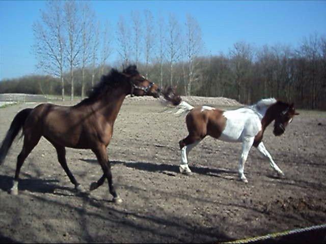 Anden særlig race Kenny - Kenny og hans gamle bedste ven Rocky, på fold sammen :-) billede 9