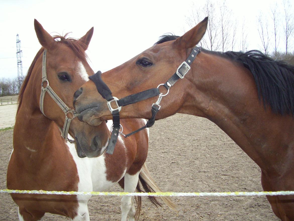 Anden særlig race Kenny - Forår <3 billede 4