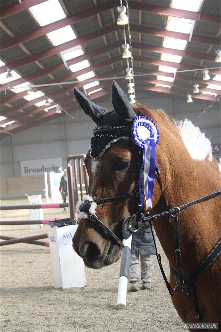 Anden særlig race Kenny - Nr. 2 i LA** på ARK billede 19