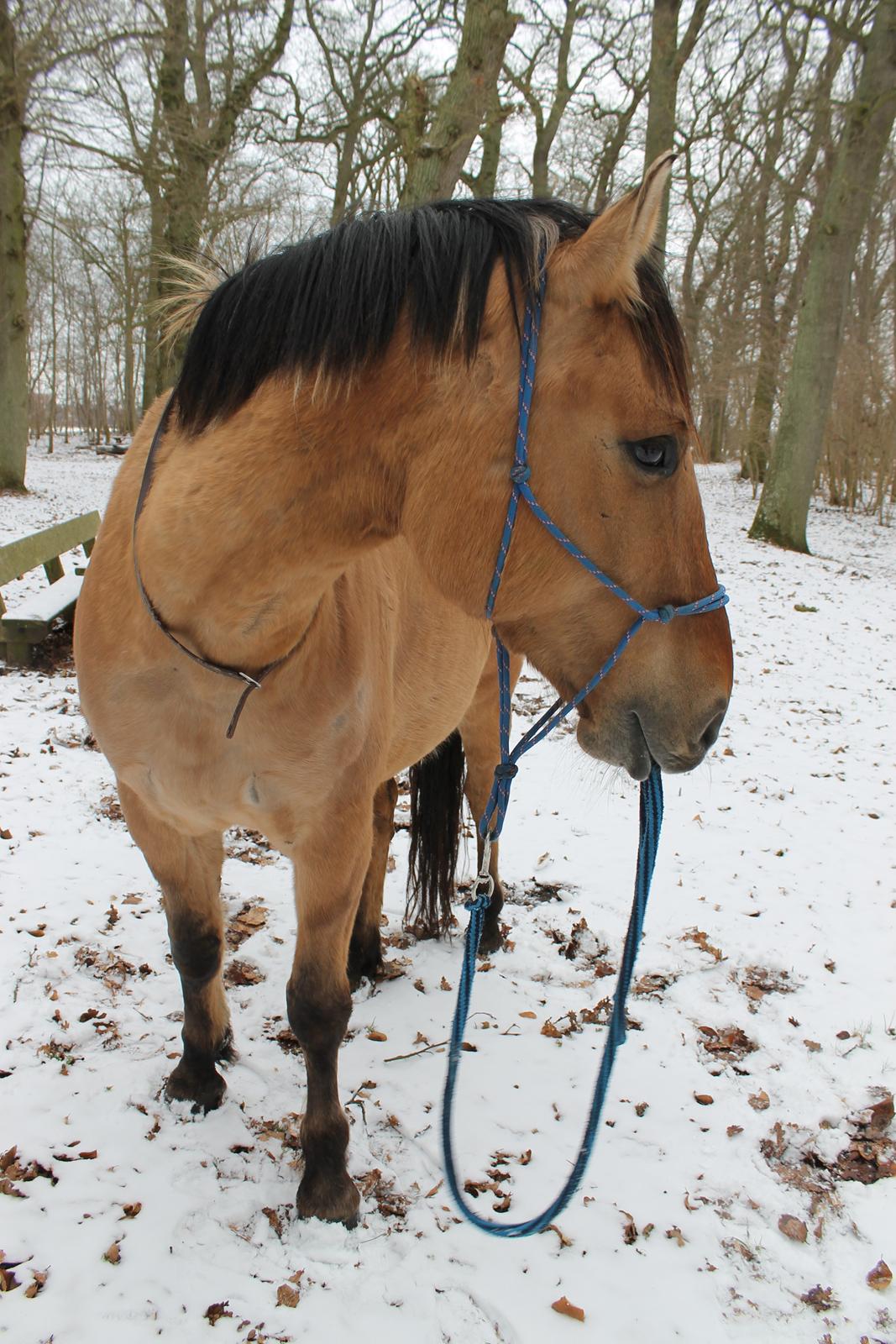 Anden særlig race Gaston *my soulmate*slogt billede 17