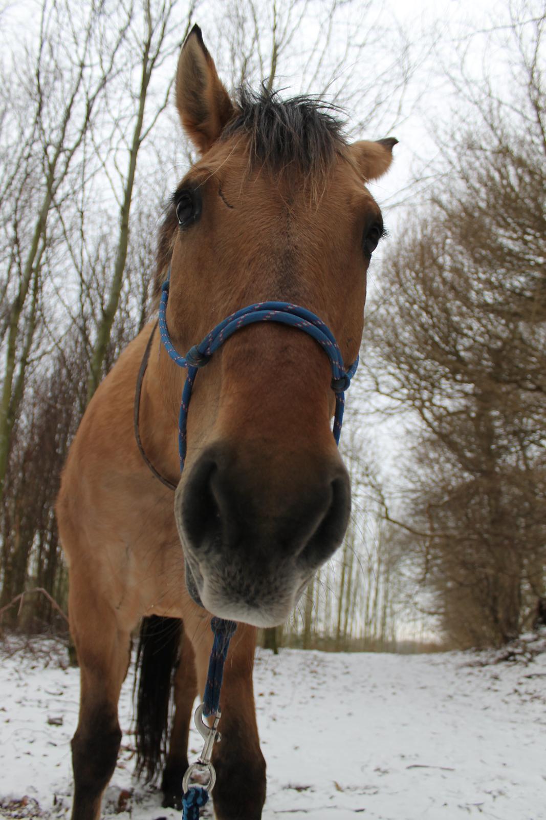 Anden særlig race Gaston *my soulmate*slogt billede 9