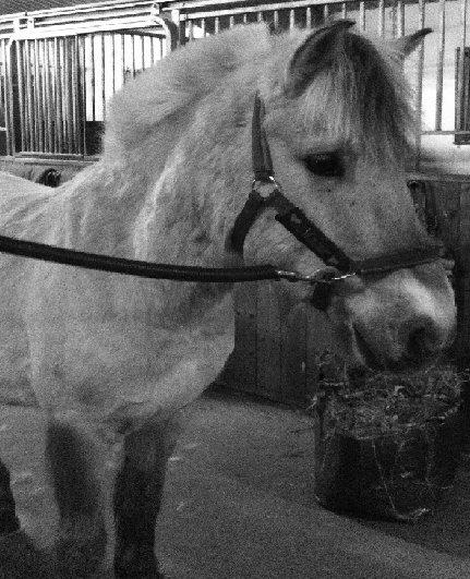 Fjordhest Macur (R.I.P 02-07-2014) billede 9