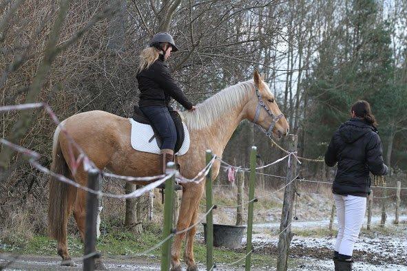 Palomino Magic Missya - Første gang med rytter i sadel <3 fotograf: Freja billede 18