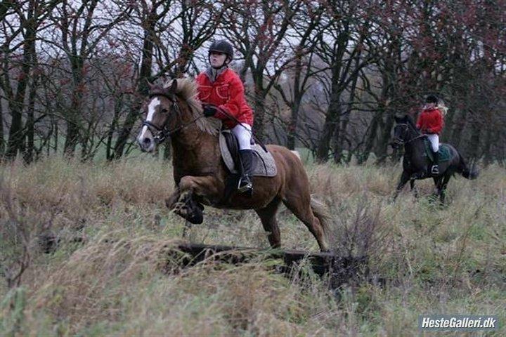 Anden særlig race Deluxe - Hubertus jagt kallehavegaard 3.plads i opløbet billede 10