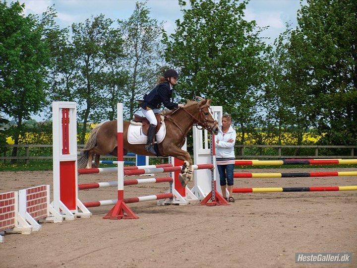 Anden særlig race Deluxe - Hjemmebane harridslev rideklub billede 11