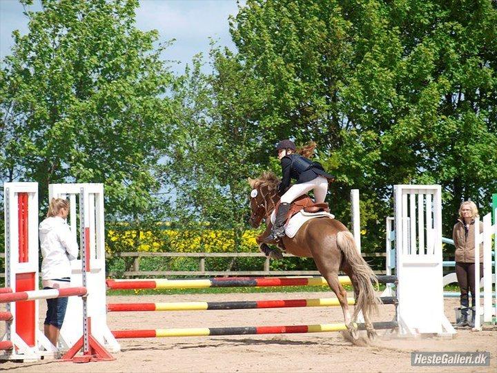 Anden særlig race Deluxe - Hjemmebane Harridslev rideklub billede 12