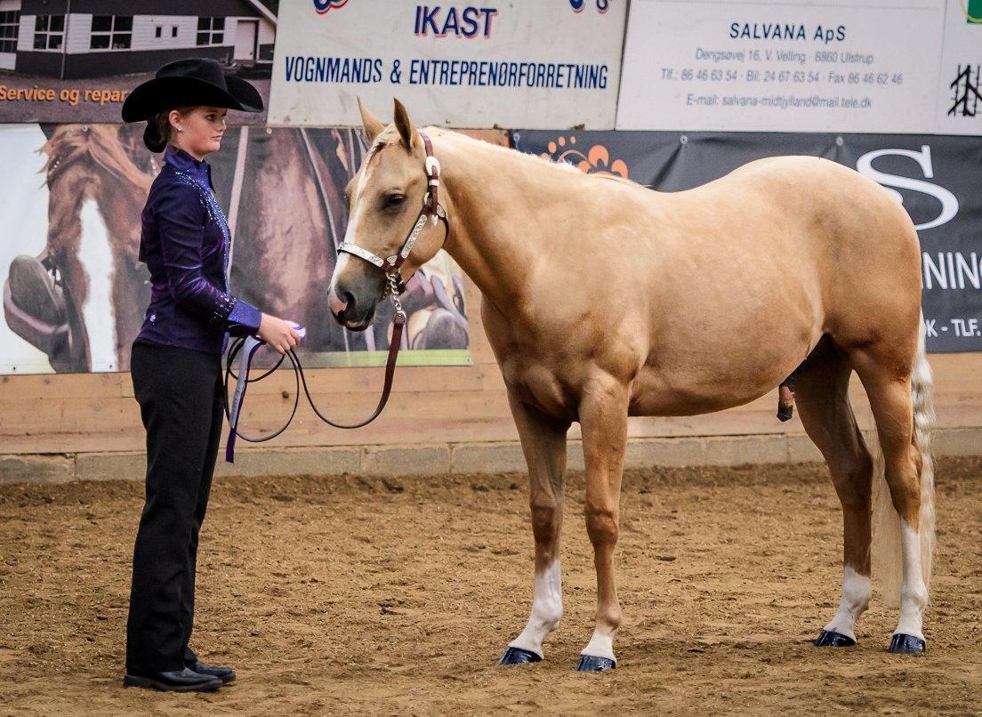 Quarter Roosters Final Pine - Danmarksmester Youth Halter. GRAND CHAMPION, han slog bl.a. en 3 års vallak! ;-) SUPER flot! Sep 2012. Foto: Sewell
 billede 13