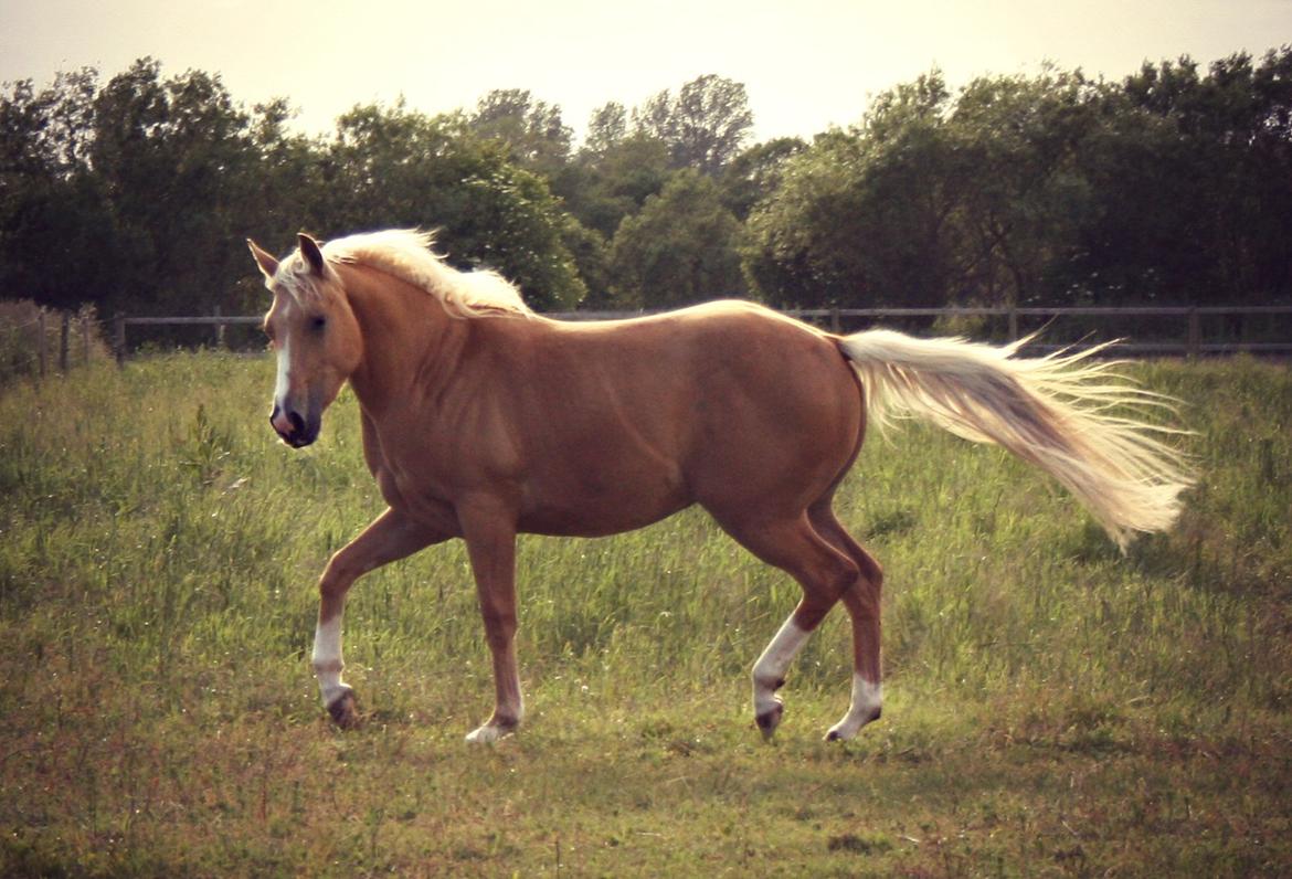 Quarter Roosters Final Pine - Juni 2012. billede 3