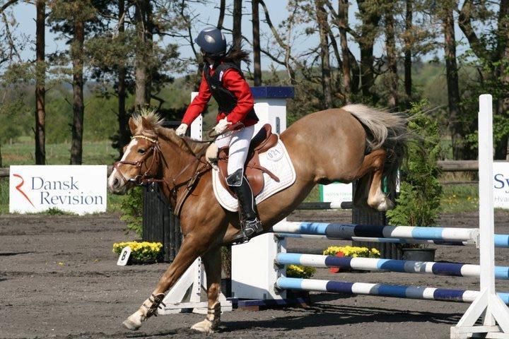 Anden særlig race Deluxe - Distrikt stævne Kallehavegaard.
placering. billede 6