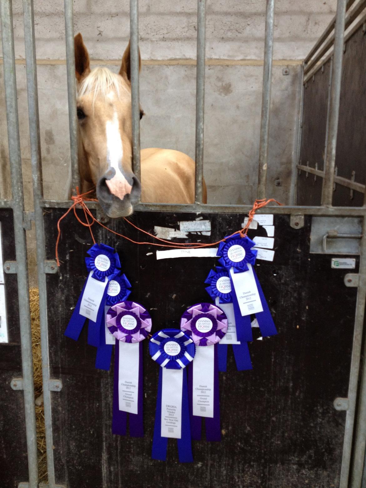 Quarter Roosters Final Pine - Babygul og hans høst af sløjfer til DM i Ikast. Sep 2012 billede 18