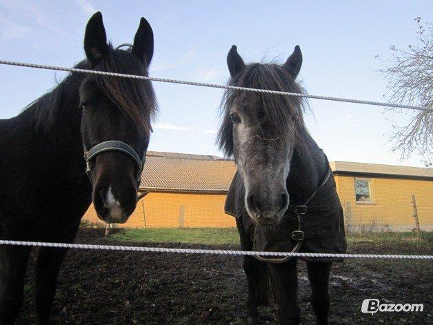 New Forest Hamborgs Jacaranda billede 1