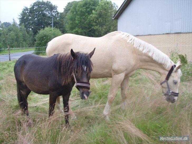 New Forest Hamborgs Jacaranda billede 2
