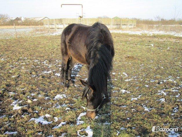 New Forest Hamborgs Jacaranda billede 3