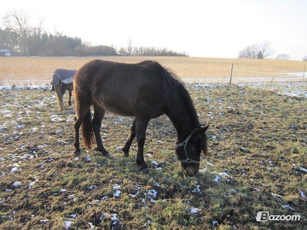 New Forest Hamborgs Jacaranda billede 4