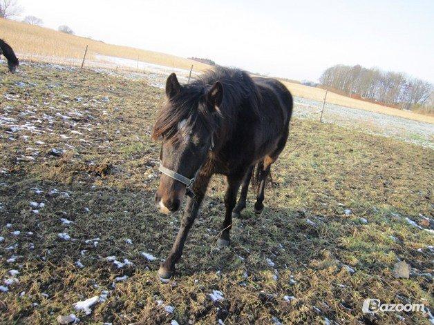 New Forest Hamborgs Jacaranda billede 5