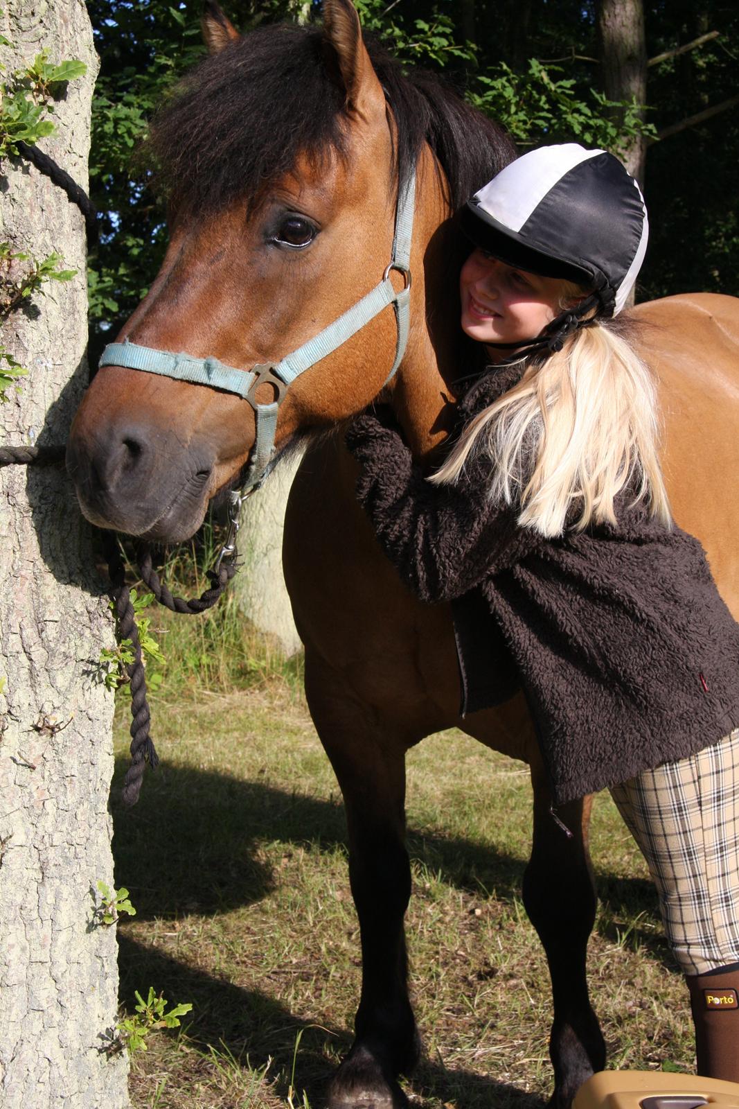 Highland Pony Moss-Side Harvey billede 1
