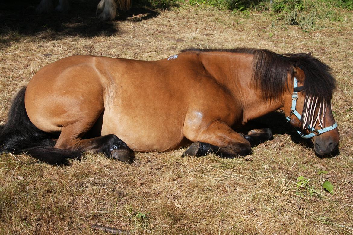 Highland Pony Moss-Side Harvey - Harvey tager sig en slapper, i det dejlige solskinsvejr (Bornholm) billede 2