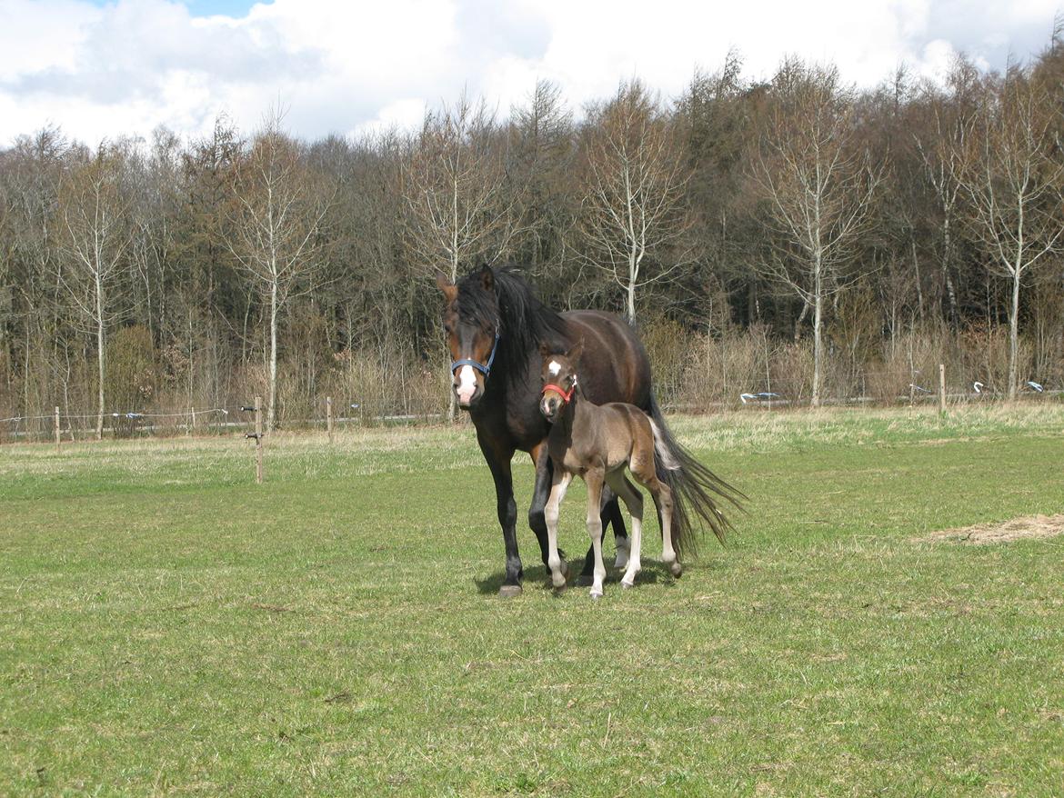 New Forest Hamborgs Jacaranda billede 6