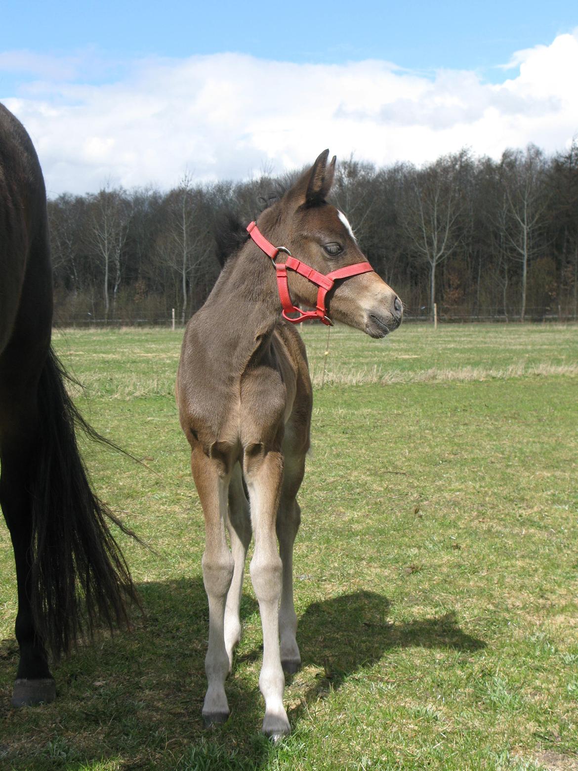 New Forest Hamborgs Jacaranda billede 7