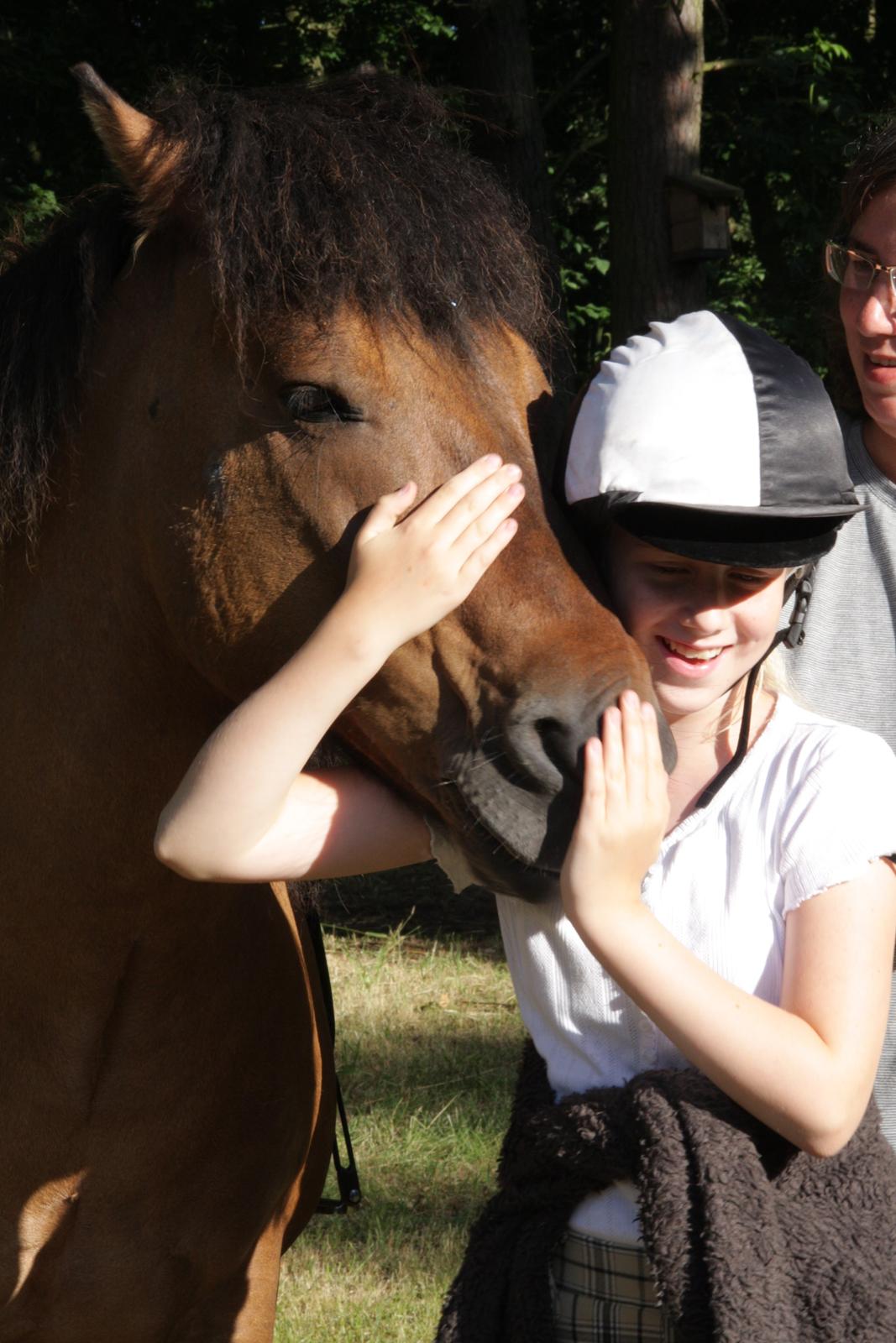 Highland Pony Moss-Side Harvey - En rigtig hyggehest, inden han skal sadles op.  billede 3
